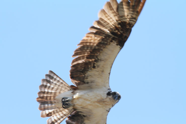 osprey Pandion haliaetus looking down at photographer as it passes overhead