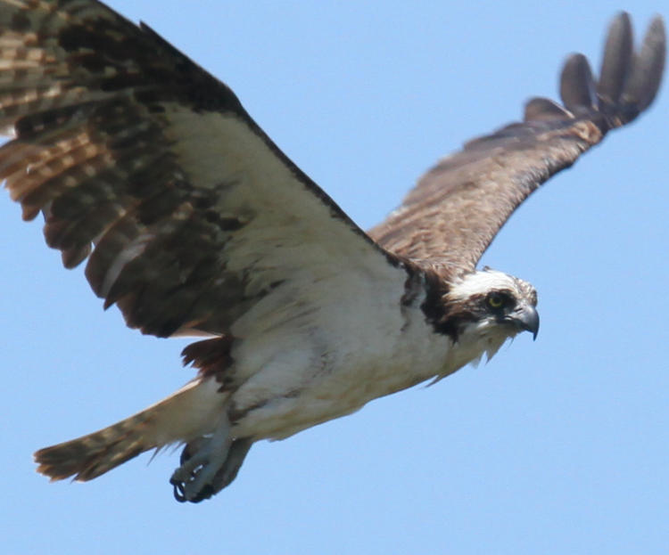 airborne osprey Pandion haliaetus looking distinctly waterlogged