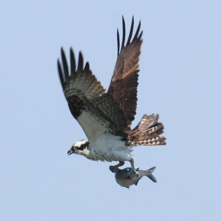 osprey Pandion haliaetus flying off with bleeding fish