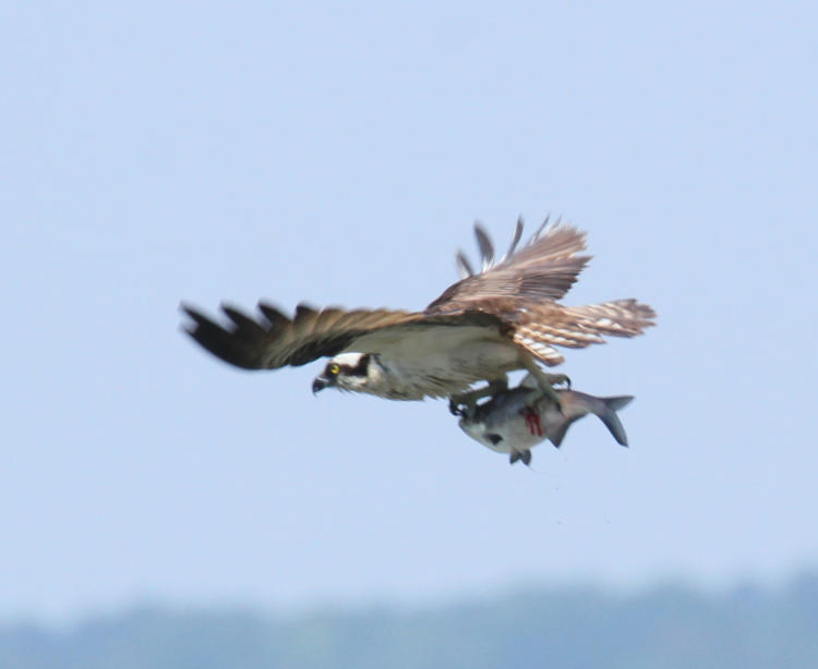 osprey Pandion haliaetus flying off with bleeding fish