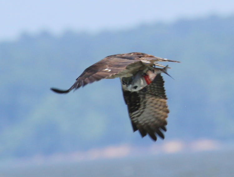 osprey Pandion haliaetus flying off with bleeding fish