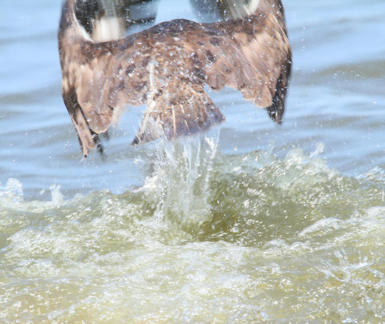 osprey Pandion haliaetus launching itself from water