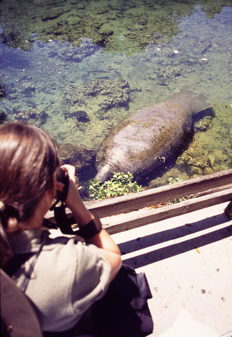 The Girlfriend aiming down at a captive North American manatee Trichetus manatus in Ellie Schiller Homosassa Springs Wildlife State Park in Homosassa Springs, Florida