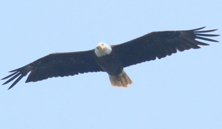 adult bald eagle Haliaeetus leucocephalus circling overhead with head cocked at photographer