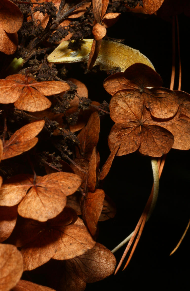 Carolina anole Anolis carolinensis snoozing on dried flowers of oak-leaf hydrangea Hydrangea quercifolia