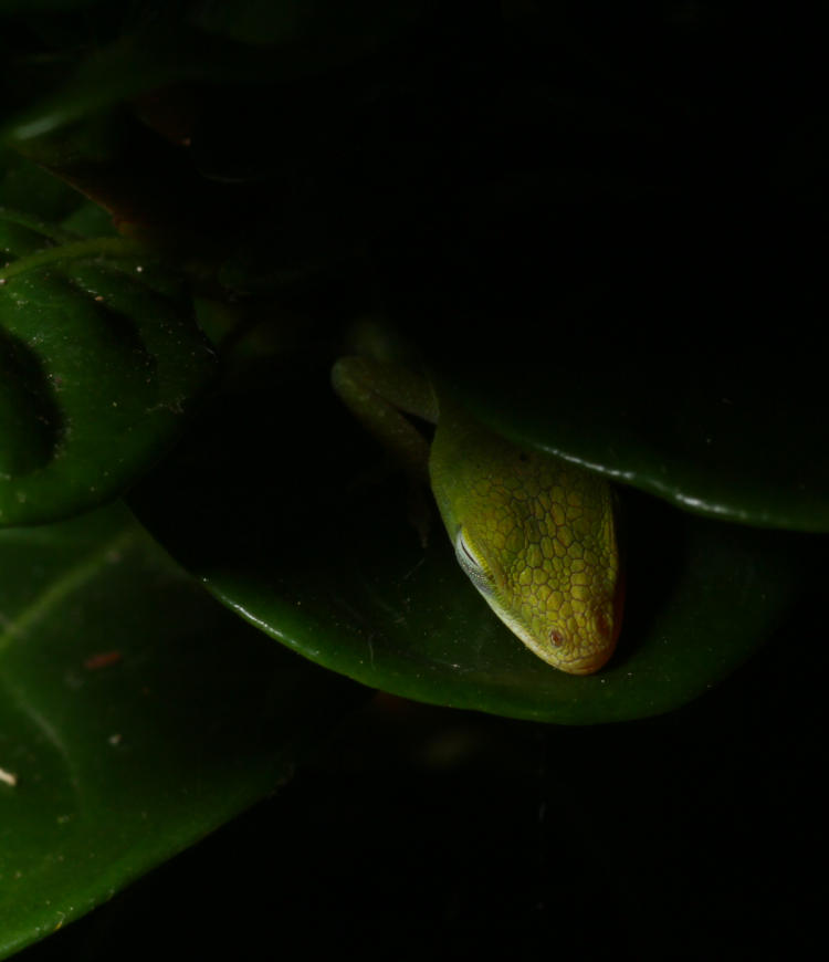 very young Carolina anole Anolis carolinensis just visible from under leaves of gardenia bush at night
