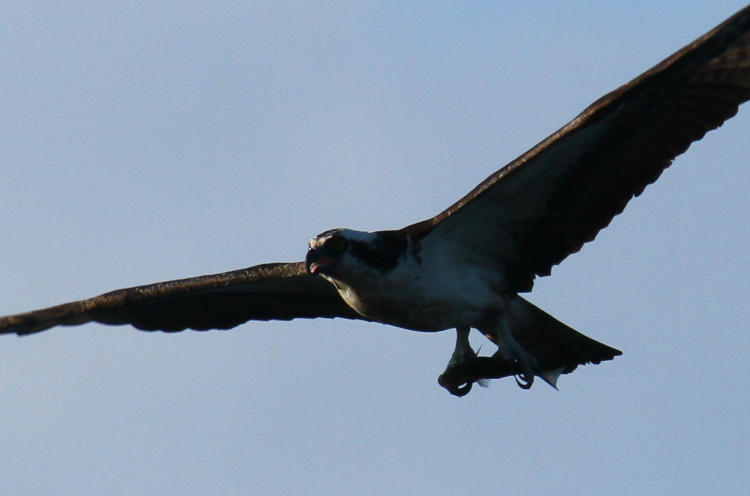 osprey Pandion haliaetus passing overhead with fish capture