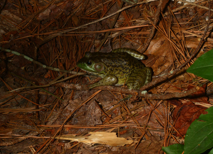 American bullfrog Lithobates catesbeianus just chillin'