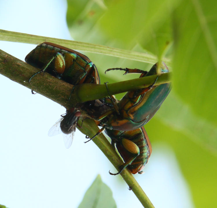 junebugs congregating on tree