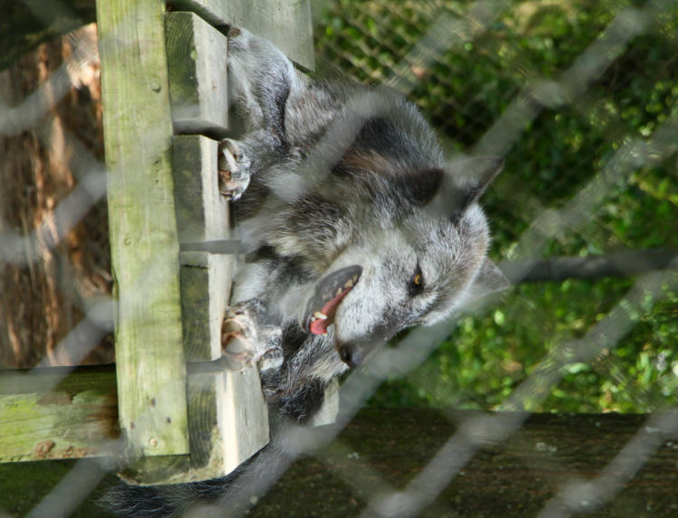 gray wolf at Animal Park at Conservator's Center