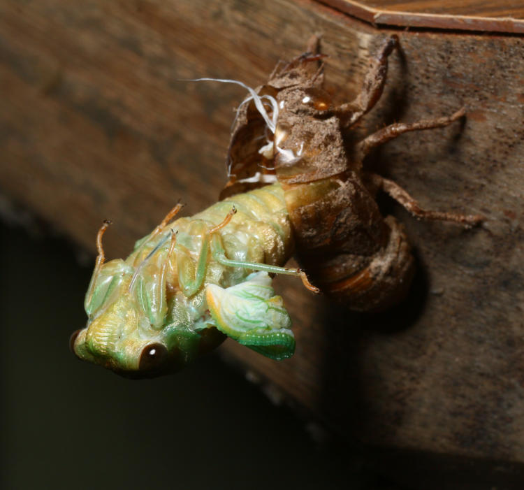 cicada possibly  Neotibicen molting into final instar adult phase