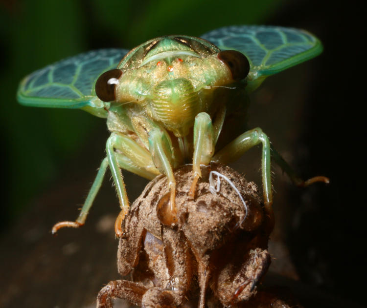 cicada possibly Neotibicen recently emerged as final instar