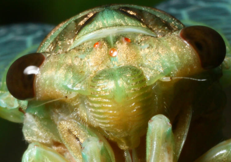 close crop of previous frame showing tight portrait of cicada possibly Neotibicen