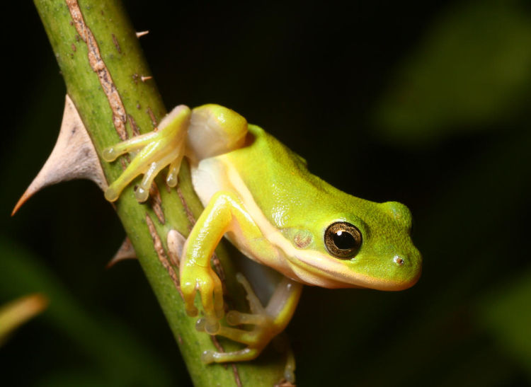 juvenile green treefrog Dryophytes cinereus perched on rose bush