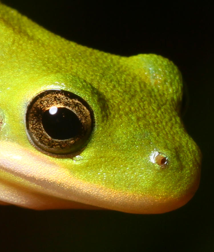 juvenile green treefrog Dryophytes cinereus in closeup showing softbox reflection