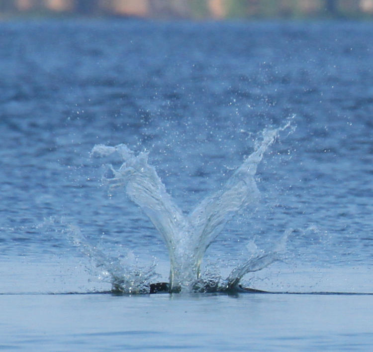 symmetrical splash of osprey Pandion haliaetus entering the water, with no sign of the osprey