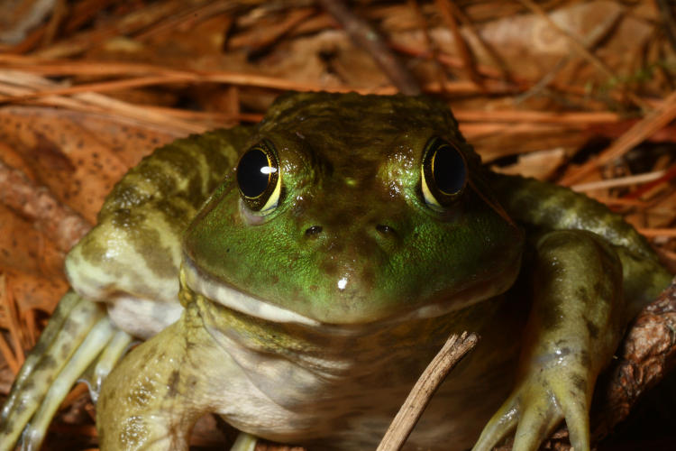 American bullfrog Lithobates catesbeianus in direct portrait