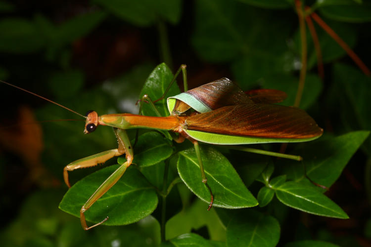 newly adult Chinese mantis Tenodera sinensis showing misshapen elytron