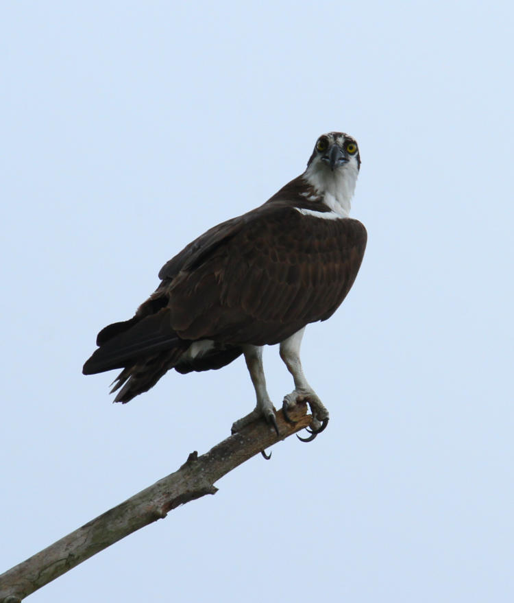 osprey Pandion haliaetus looking at photographer from nearby perch