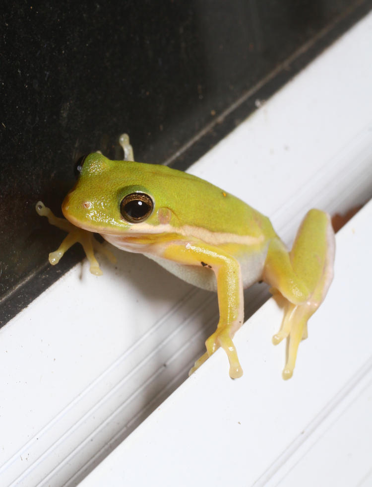 green treefrog Dryophytes cinereus perched on storm door