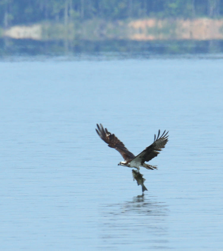 osprey Pandion haliaetus finally getting airborne with large fish