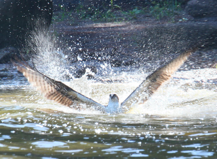 osprey Pandion haliaetus immediately after splashing down