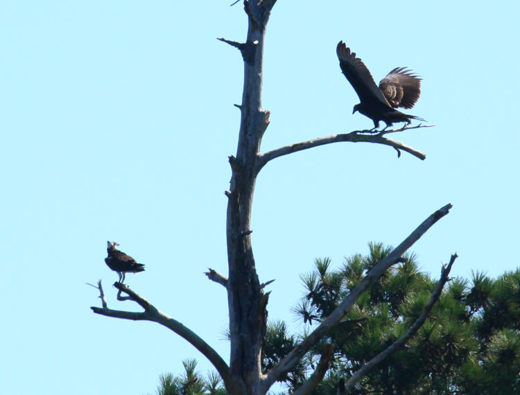 turkey vulture Cathartes aura circling around and landing behind osprey Pandion haliaetus perched in dead tree