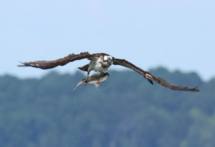 osprey Pandion haliaetus doing water-removal shimmy while approaching photographer with large fish