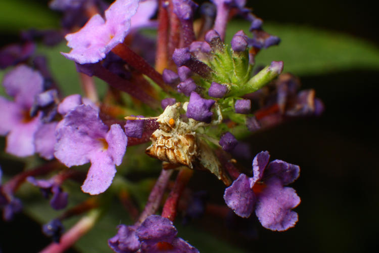 jagged ambush bug Phymata perched within blossoms of butterfly bush Buddleia davidii