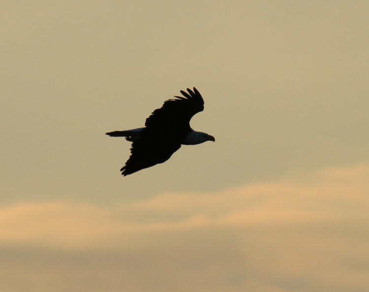 bald eagle Haliaeetus leucocephalus in silhouette showing distinctive profile