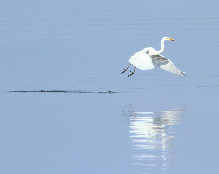 great egret Ardea alba flying off with fish snagged while in flight