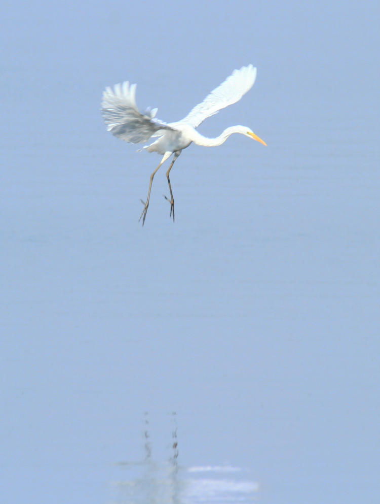 great egret Ardea alba backing over deep water