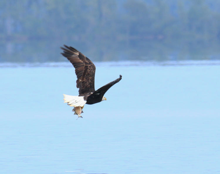 newly adult bald eagle Haliaeetus leucocephalus heading off with fish