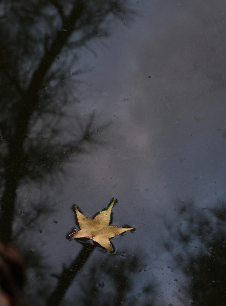 lone American sweetgum Liquidamber styraciflua leaf on water with reflections of nearby trees