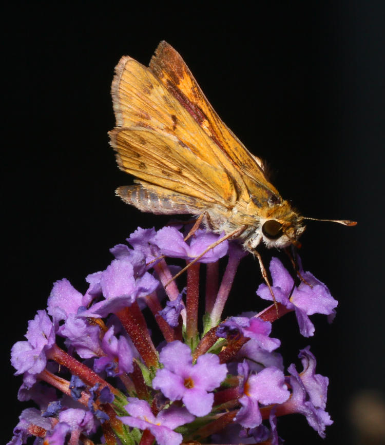 possible fiery skipper Hylephila phyleus partaking of butterfly bush Buddleia davidii