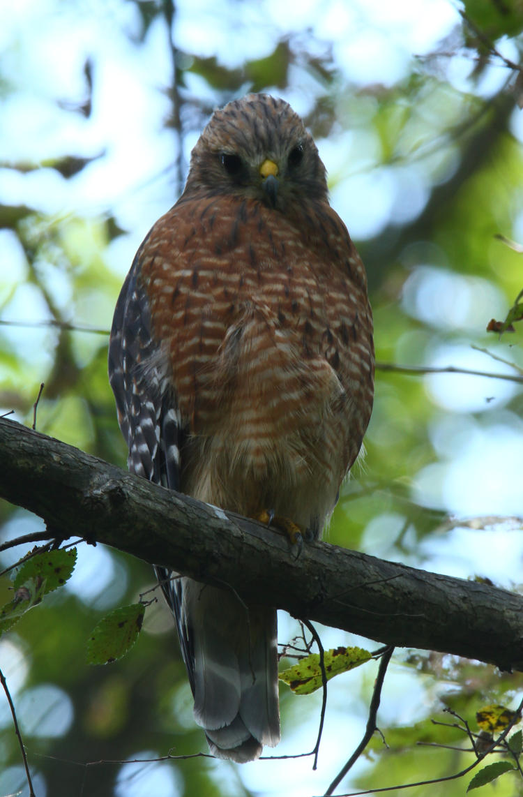 red-shouldered hawk Buteo lineatus perched mellowly in tree off back yard