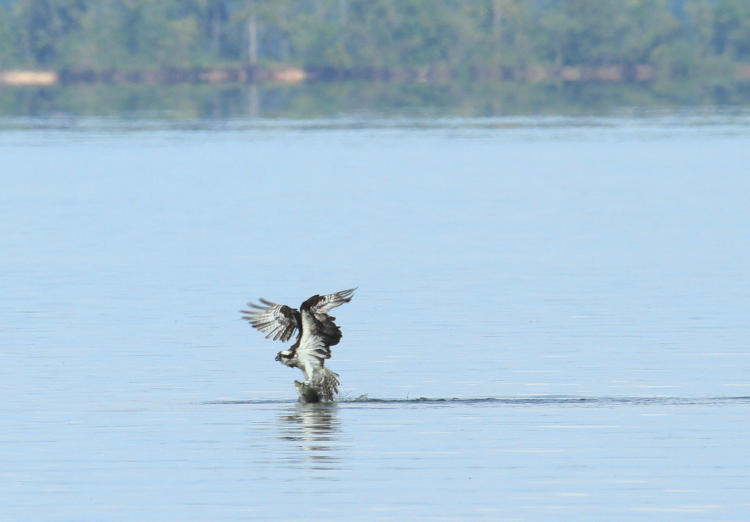 osprey Pandion haliaetus trying to climb out of water with large fish