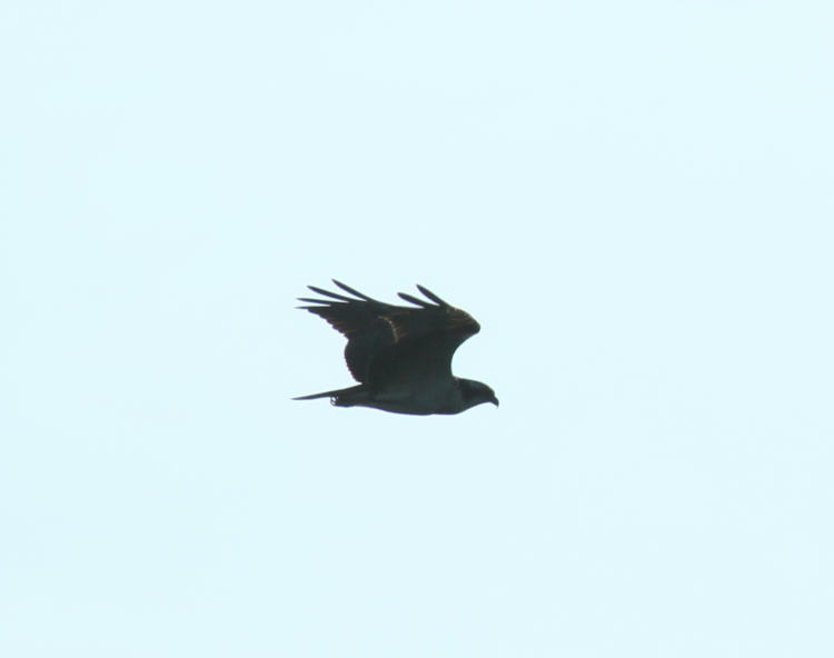 osprey Pandion haliaetus in silhouette showing identifying characteristics