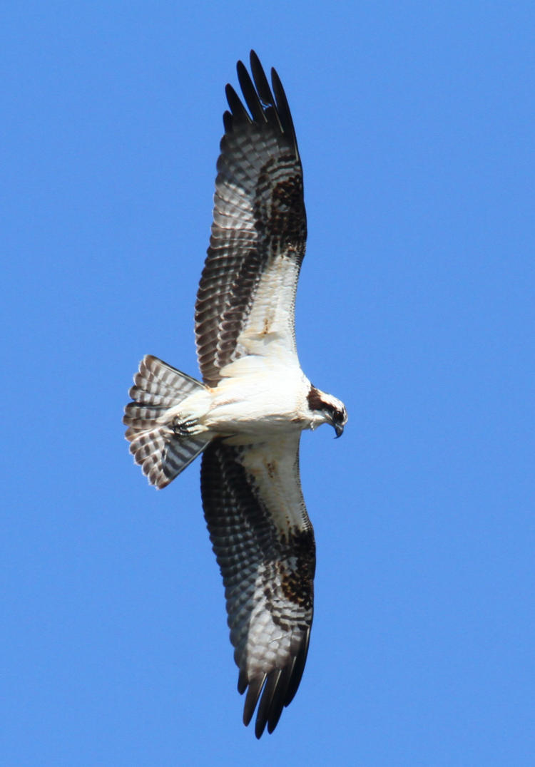 osprey Pandion haliaetus wheeling overhead showing entire underside