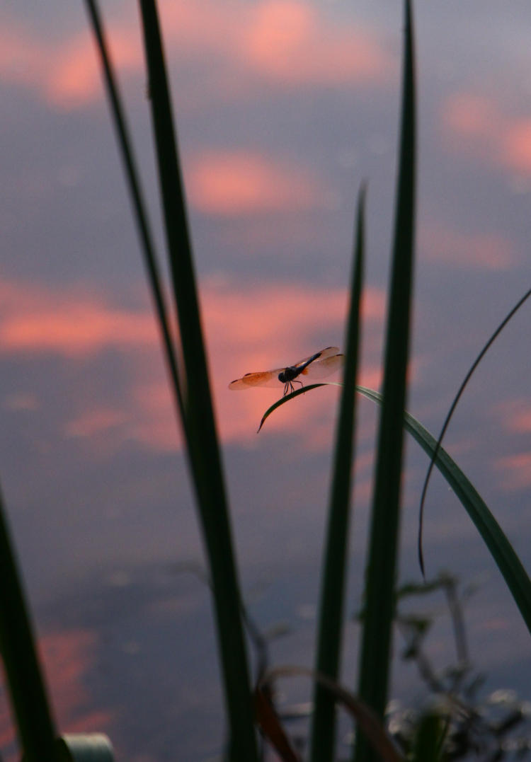 unidentified dragonfly on water reeds against faint sunset reflections