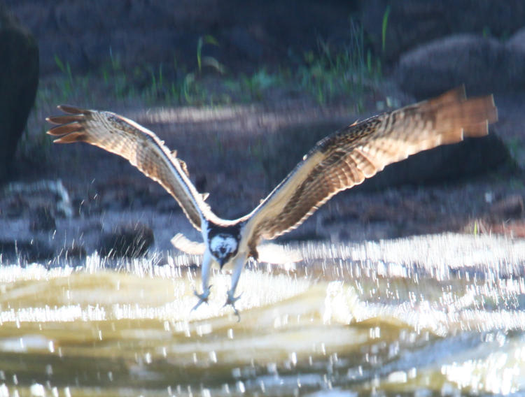 osprey Pandion haliaetus just before entering water after a fish