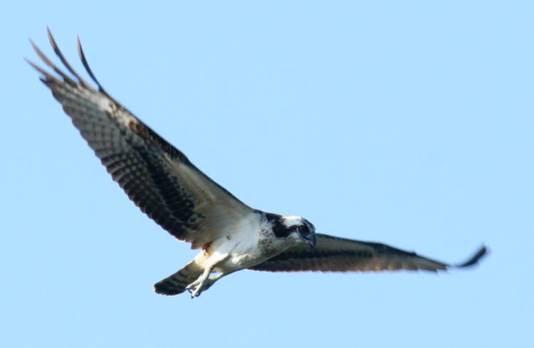 osprey Pandion haliaetus in flight