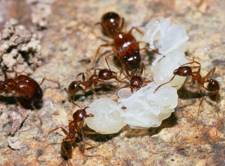 unearthed ant colony showing workers, soldiers, and larval queens - I think