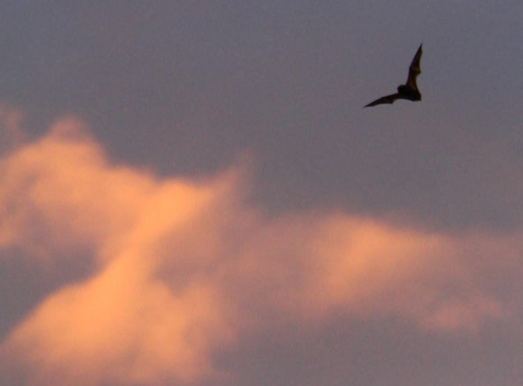 unidentified bat against faint sunset colors