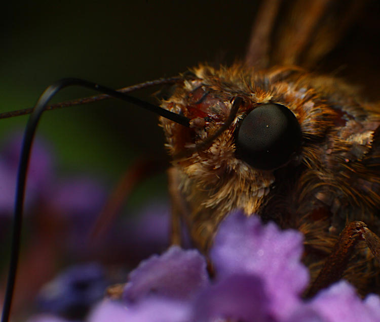 extreme closeup of face of likely silver-spotted skipper Epargyreus clarus on butterfly bush Buddleia davidii