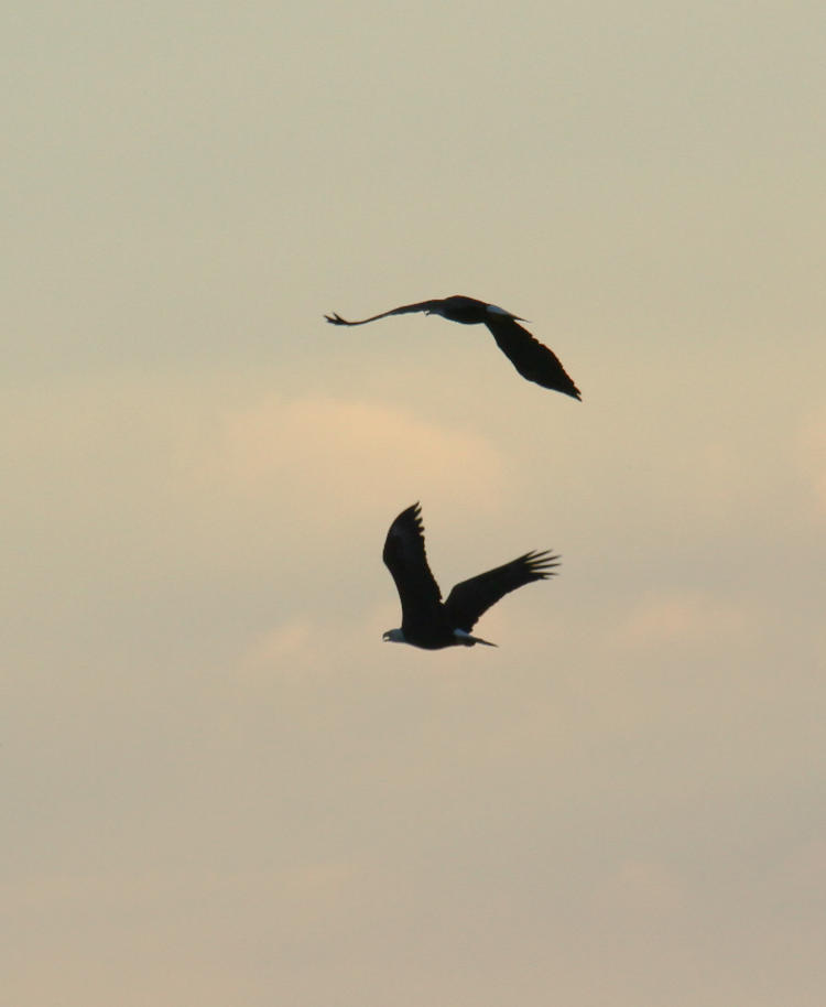 pair of adult bald eagles Haliaeetus leucocephalus soaring off together into the sunset, kinda