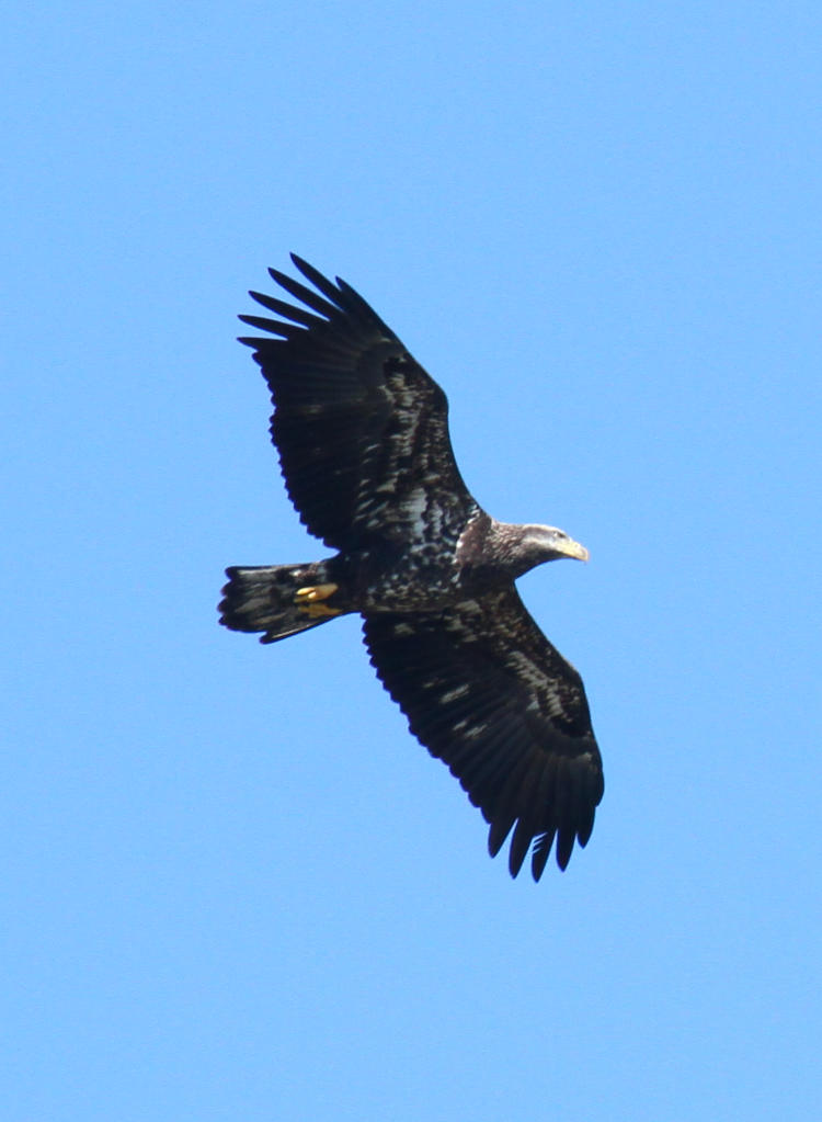 third year bald eagle Haliaeetus leucocephalus wheeling overhead