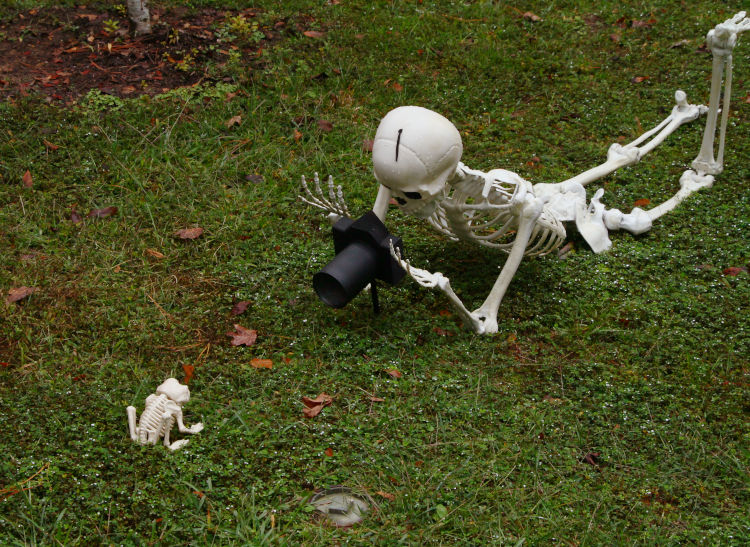 Halloween decorations in the yard of a nature photographer