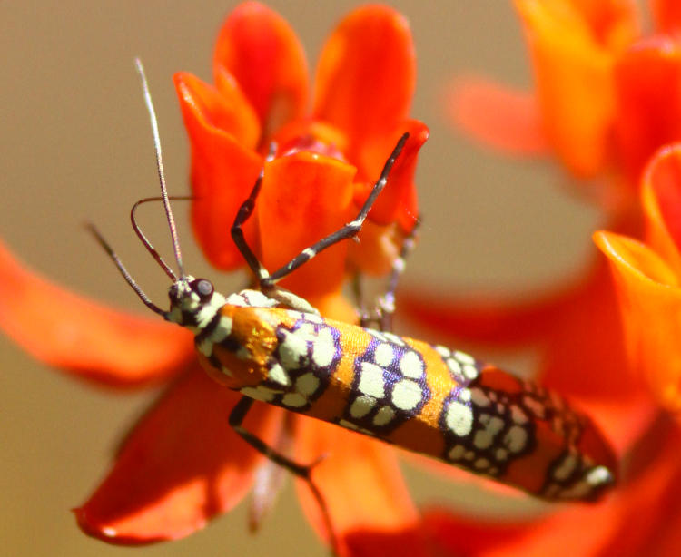 ailanthis webworm moth Atteva aurea on orange milkweed Asclepias flowers, showing iridescence