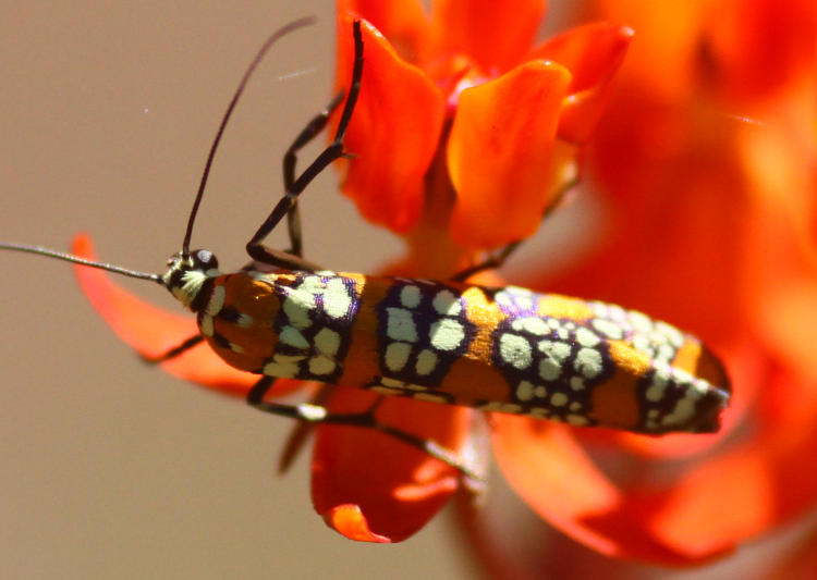 Ailanthus webworm moth Atteva aurea on orange milkweed Asclepias flowers